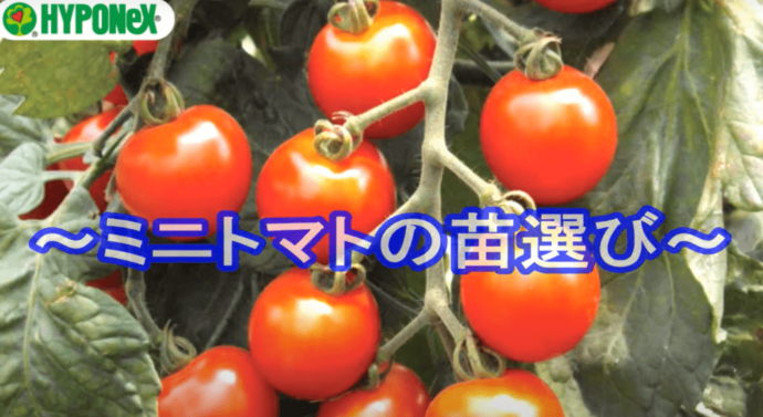 【たくさんミニトマトを収穫するコツ１】苗選び・植え付けのタイミング
