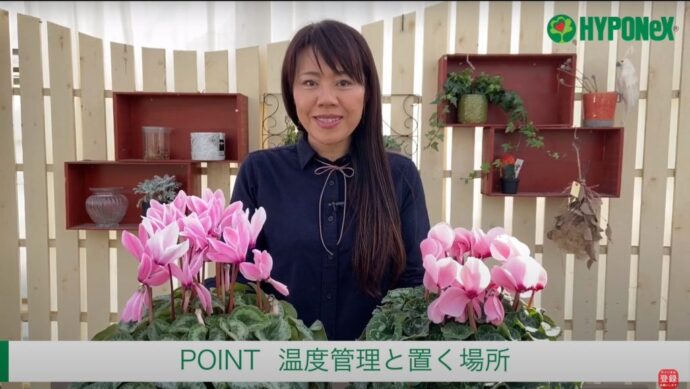 シクラメンの育て方 秋から５月まで楽しめるシクラメンの栽培法