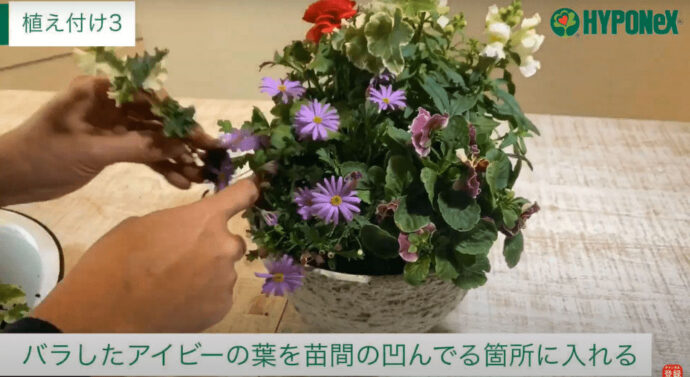 春まで楽しめる！金魚草の寄せ植え