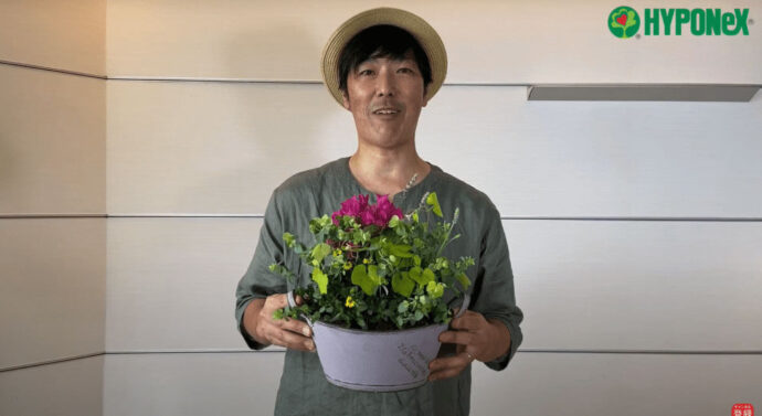 ブーゲンビリアのお洒落な寄せ植え