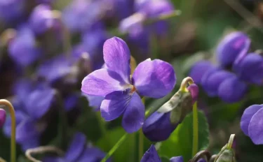 紫の花を咲かせる植物は？育てやすい種類を春夏秋冬に分けて紹介