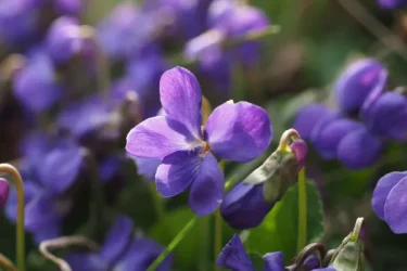 観葉植物 紫の小花付き 紫の花を咲かせる植物は？育てやすい種類を春夏秋冬に分けて紹介