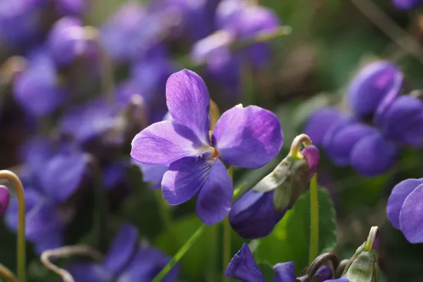 紫の花を咲かせる植物は？育てやすい種類を春夏秋冬に分けて紹介