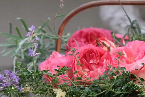 Labyrinth バラの迷宮 pickup128『アルゴノーツ』