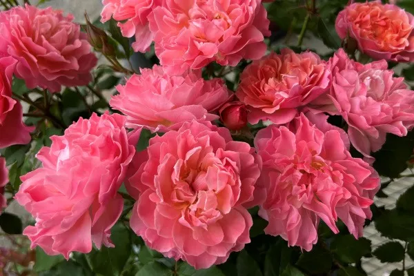 Labyrinth バラの迷宮 pickup138『アンファン ドゥ コライユ』