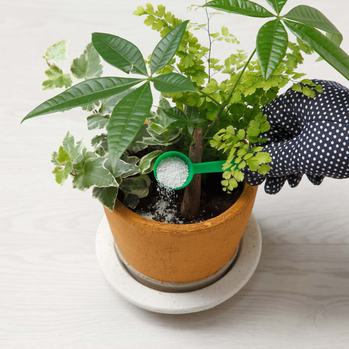 虫を予防するマグァンプＤ