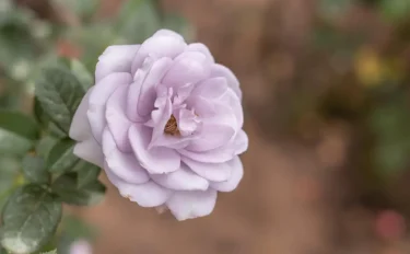 【バラの育て方・栽培】11月は今年のバラの締めくくり！大苗の植えつけやお手入れのポイント