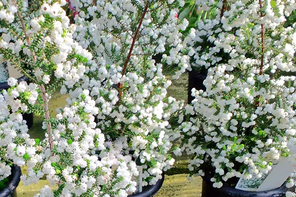 Labyrinth バラの迷宮 pickup115『フォルツァ！』 | 植物とあなたを