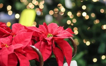 クリスマスにぴったりの花8選｜おすすめ植物の育て方や豆知識