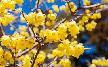 1月に開花する花5選｜花の少ない時期にも観賞できる植物は？