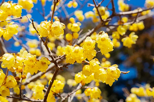 1月に開花する花5選｜花の少ない時期にも観賞できる植物は？