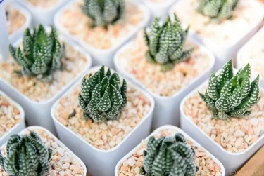 Top【選抜株】多肉植物　26622リトープス　ミックス　48個　鉢ある 多肉植物】【リトープスの育て方】栽培や水やりの方法は？脱皮する時期