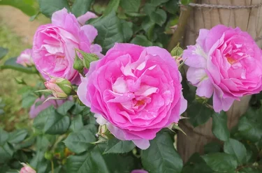 Labyrinth バラの迷宮 pickup153『エーデルシュタイン』