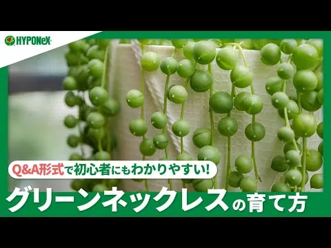 多肉植物】 【グリーンネックレスの育て方】水やりのコツとお