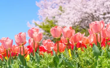 【春のガーデニング】 初心者の方にもおすすめの花20選や季節の庭仕事のポイント