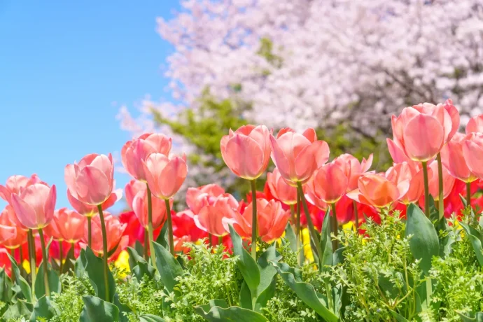 【春のガーデニング】 初心者の方にもおすすめの花20選や季節の庭仕事のポイント