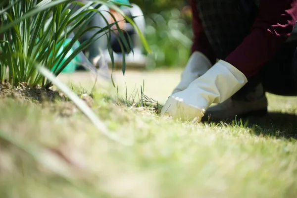 植物のお手入れ