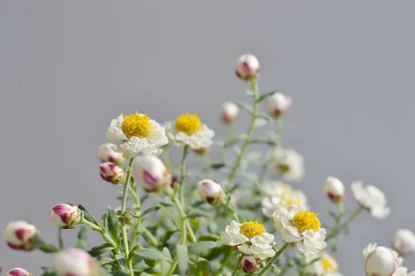 花かんざし