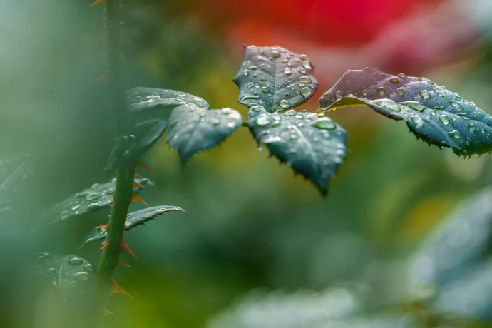 バラの水やり