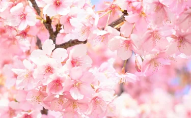 4月に咲く花5選｜ 春真っ盛りに開花するおすすめ植物は？