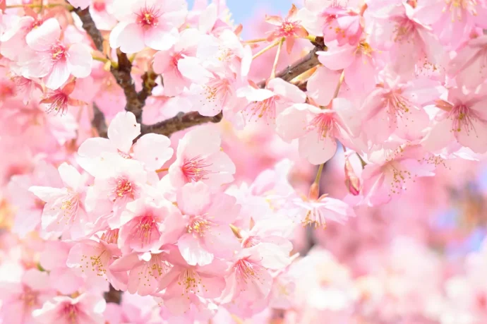 4月に咲く花5選｜ 春真っ盛りに開花するおすすめ植物は？