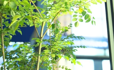 【庭木】【観葉植物】 シマトネリコの育て方｜室内でも問題ないの？植え替えや挿し木の方法などご紹介