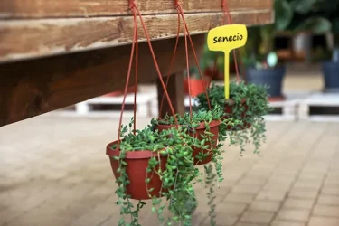 多肉植物 グリーンネックレス 抜き苗B(Amazon|WFG 苗 多肉植物 多肉植物 グリーンネックレス 抜き苗B(Amazon|WFG 苗 多肉植物