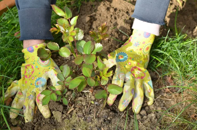 バラ植え付け