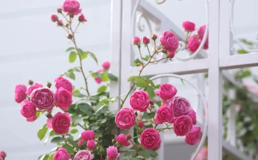 【バラ栽培】3月～4月の手入れのコツや新苗の植えつけ方法