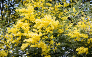 【庭木】【ミモザの育て方】 庭木におすすめ！可愛らしい黄色い花を咲かせるミモザ