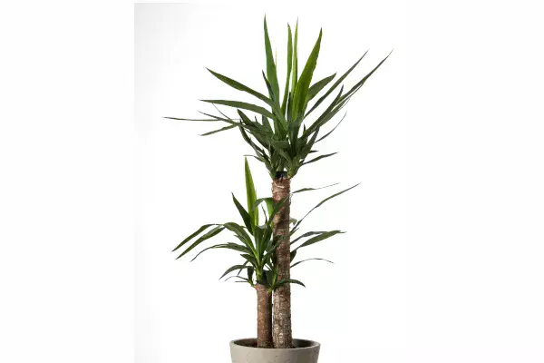 観葉植物】 ユッカの育て方｜剪定や植え替えについてご紹介し