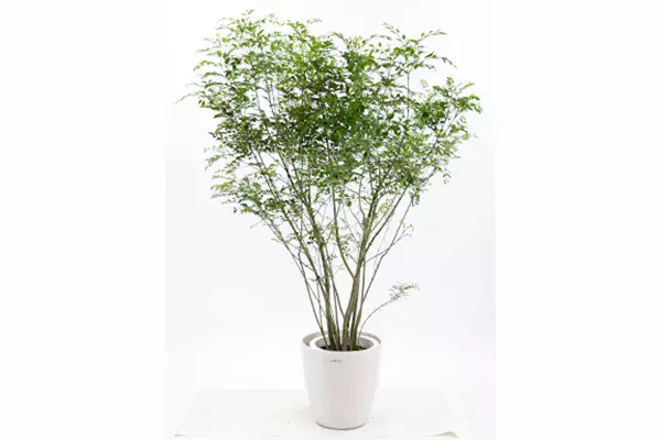 シマトネリコ トネリコ 観葉植物 10号 大型 鉢植え 株立ち 庭木