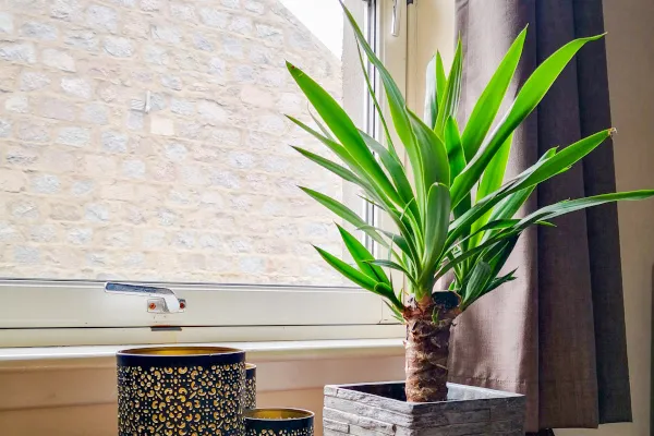 観葉植物】 ユッカの育て方｜剪定や植え替えについてご紹介し