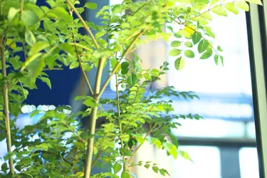 【庭木】【観葉植物】 シマトネリコの育て方|室内でも問題ないの?植え替えや挿し木の方法などご紹介