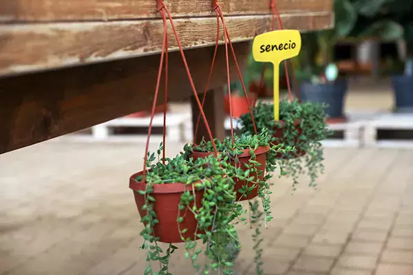 多肉植物】 【グリーンネックレスの育て方】水やりのコツとお