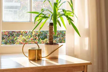 【観葉植物】 ユッカの育て方|剪定や植え替えについてご紹介します