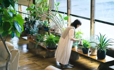 【観葉植物】春から育てる観葉植物10選！基本的な栽培方法やおすすめをご紹介