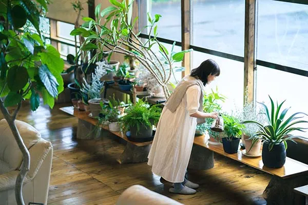 【観葉植物】春から育てる観葉植物10選！基本的な栽培方法やおすすめをご紹介