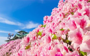 【ガーデニング】 5月に咲く花10選｜爽やかな初夏に花開くおすすめ植物