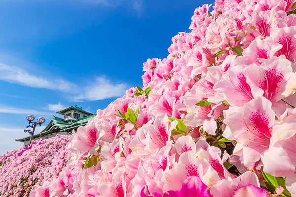 【ガーデニング】 5月に咲く花5選｜爽やかな初夏に花開くおすすめ植物