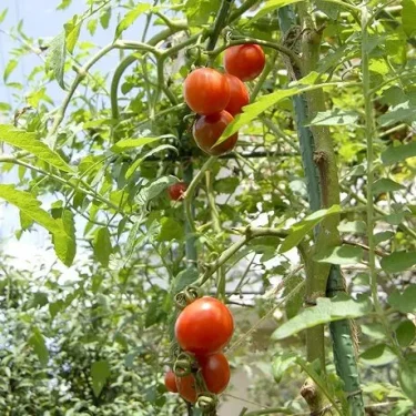 背の高いミニトマト