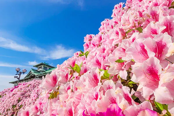 【ガーデニング】 5月に咲く花10選｜爽やかな初夏に花開くおすすめ植物