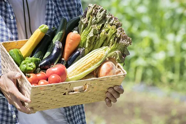 家庭菜園】 夏野菜の家庭菜園！基本の育て方や栽培のポイント 