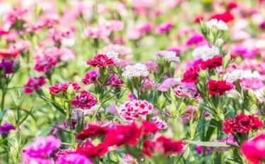 【カーネーションの育て方】母の日に贈る花として人気のカーネーション　植え替えやお手入れ方法をご紹介