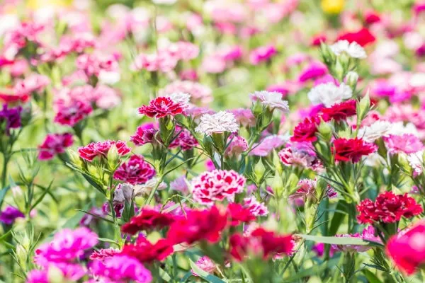 【カーネーションの育て方】母の日に贈る花として人気のカーネーション 植え替えやお手入れ方法をご紹介