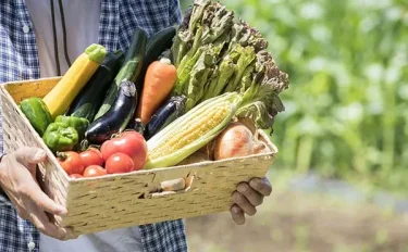 【家庭菜園】 夏野菜の家庭菜園！基本の育て方や栽培のポイント、おすすめの野菜10選
