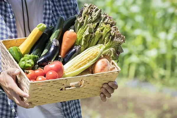 【家庭菜園】 夏野菜の家庭菜園！基本の育て方や栽培のポイント、おすすめの野菜10選