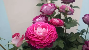 Labyrinth バラの迷宮 pickup43『ベル デ セゴサ Belle de Segosa』