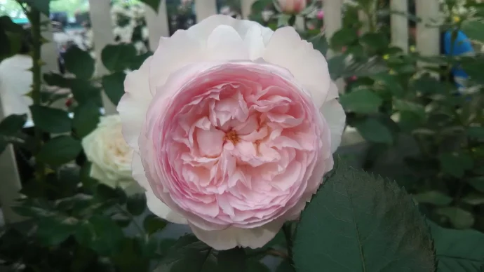 Labyrinth バラの迷宮 pickup42『ザ ミル オン ザ フロス THE MILL ON THE FLOSS』