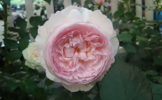 Silver-Rose Labyrinth〜迷宮〜　再発 Silver-Rose Labyrinth〜迷宮〜 再発